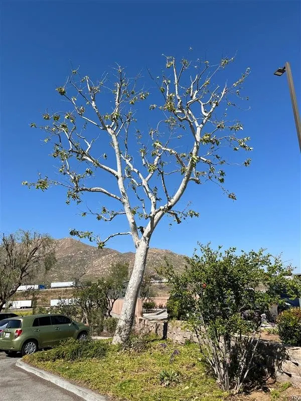 Affordable lawn mowing service experts serving Riverside, CA - Gavino Landscaping