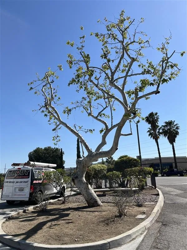 Expert landscape installation for beautiful yards across Riverside, CA - Gavino Landscaping