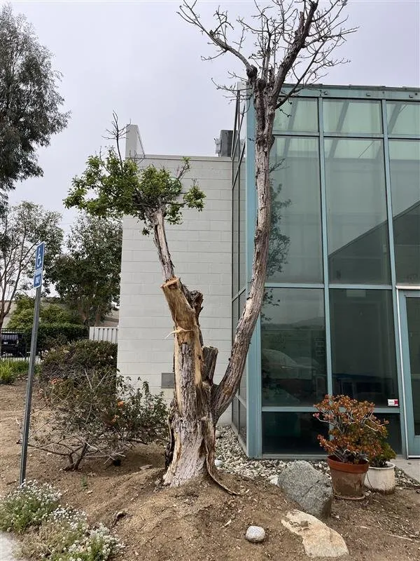 Local landscaping services experts serving Riverside, CA - Gavino Landscaping