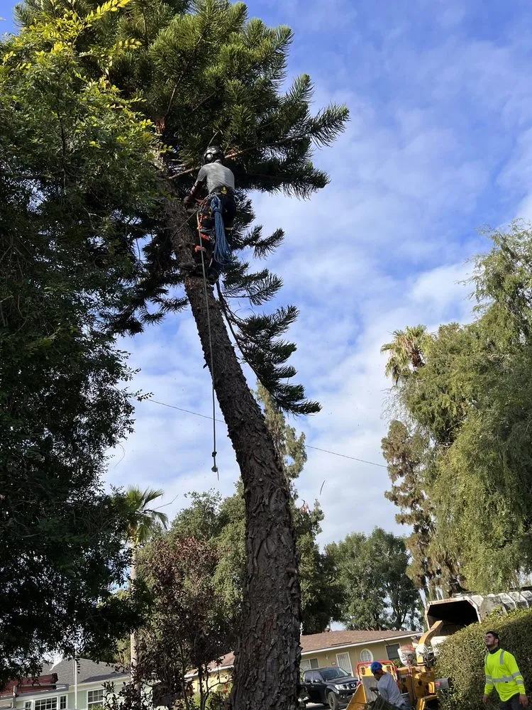 Top-rated landscape design in West Covina, CA - Gavino Tree Service