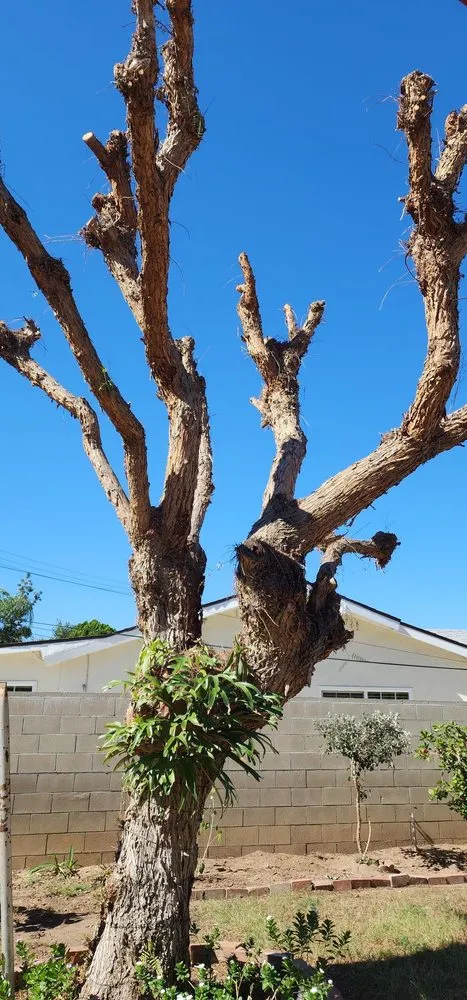Professional yard cleanup service for outdoor upgrades across West Covina, CA - Gavino Tree Service