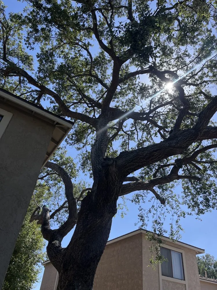 Professional yard cleanup service for outdoor upgrades in West Covina, CA by Gavino Tree Service
