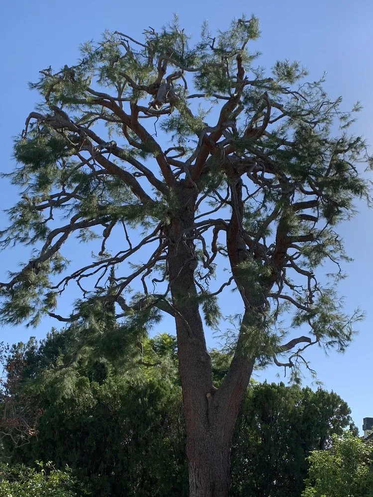 Local yard cleanup service experts serving West Covina, CA - Gavino Tree Service