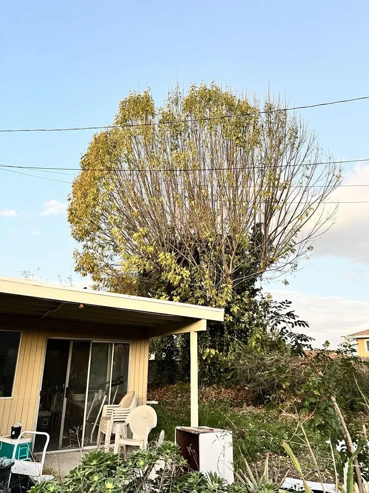 Top-rated lawn mowing service near you across West Covina, CA - Gavino Tree Service