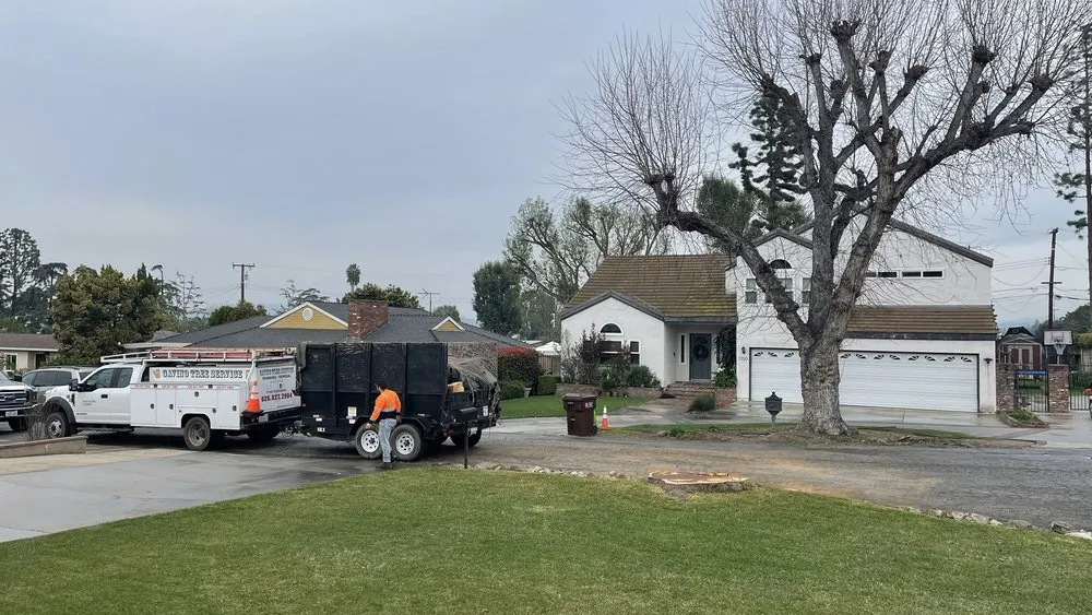 Trusted yard cleanup service in West Covina, CA - Gavino Tree Service