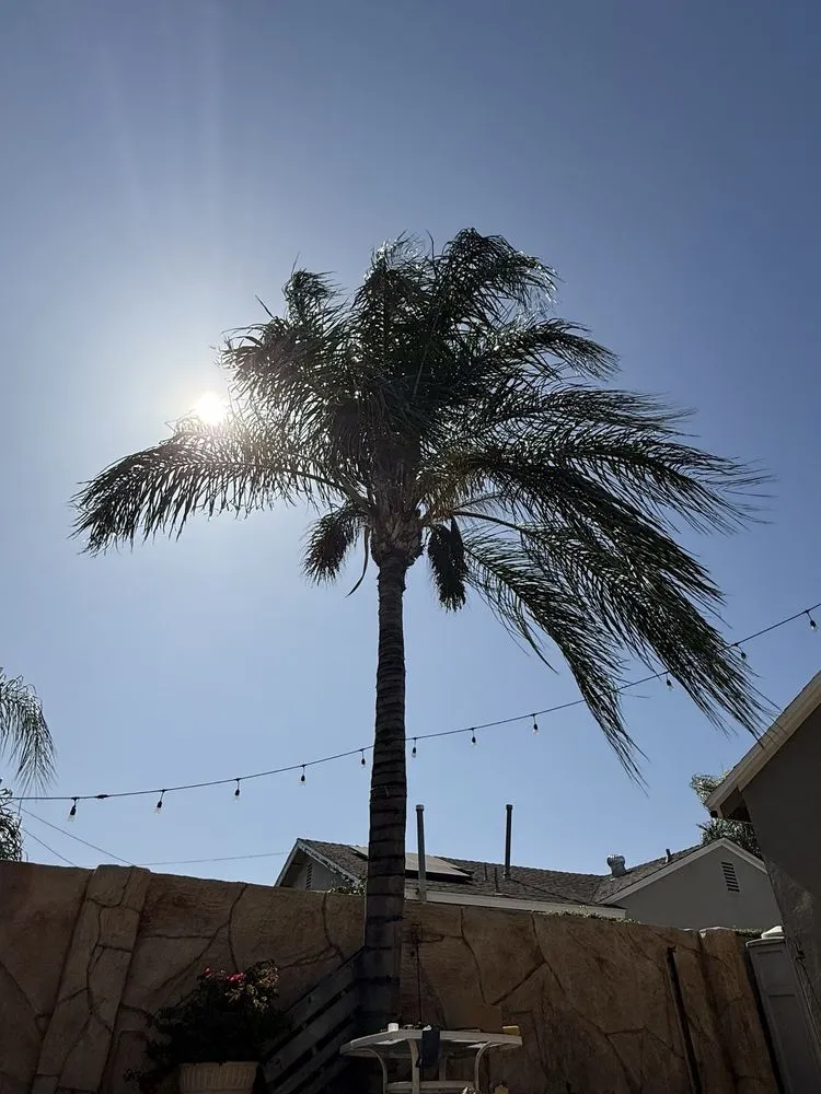 Professional lawn care service in West Covina, CA - Gavino Tree Service