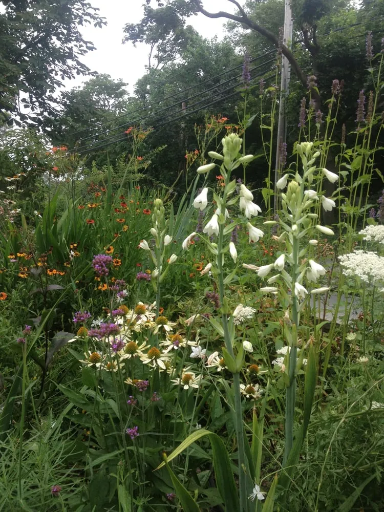 Trusted lawn care service for year-round maintenance across Chilmark, MA - Gayle Gardens