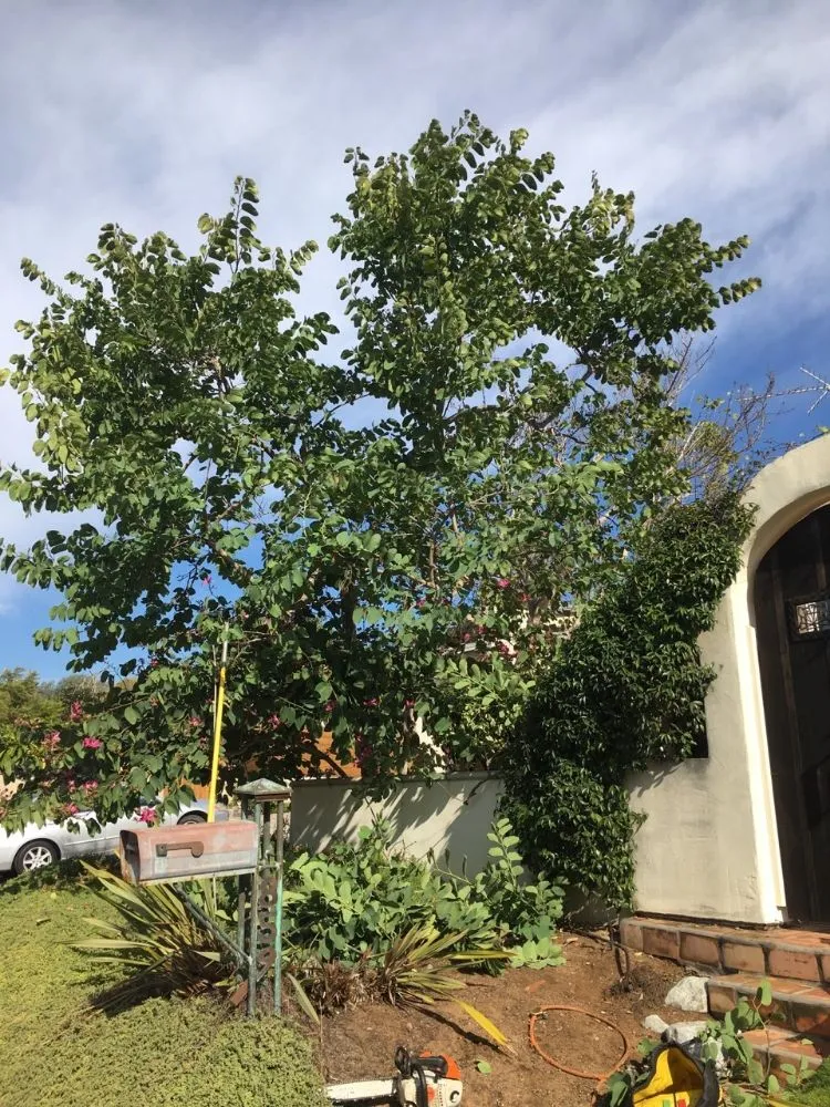 Professional lawn mowing service for year-round maintenance across Eagle Mountain, UT - Gaytans Landscape & Tree services