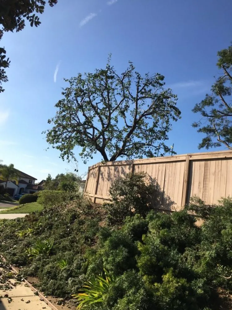 Expert yard cleanup service experts serving Eagle Mountain, UT - Gaytans Landscape & Tree services