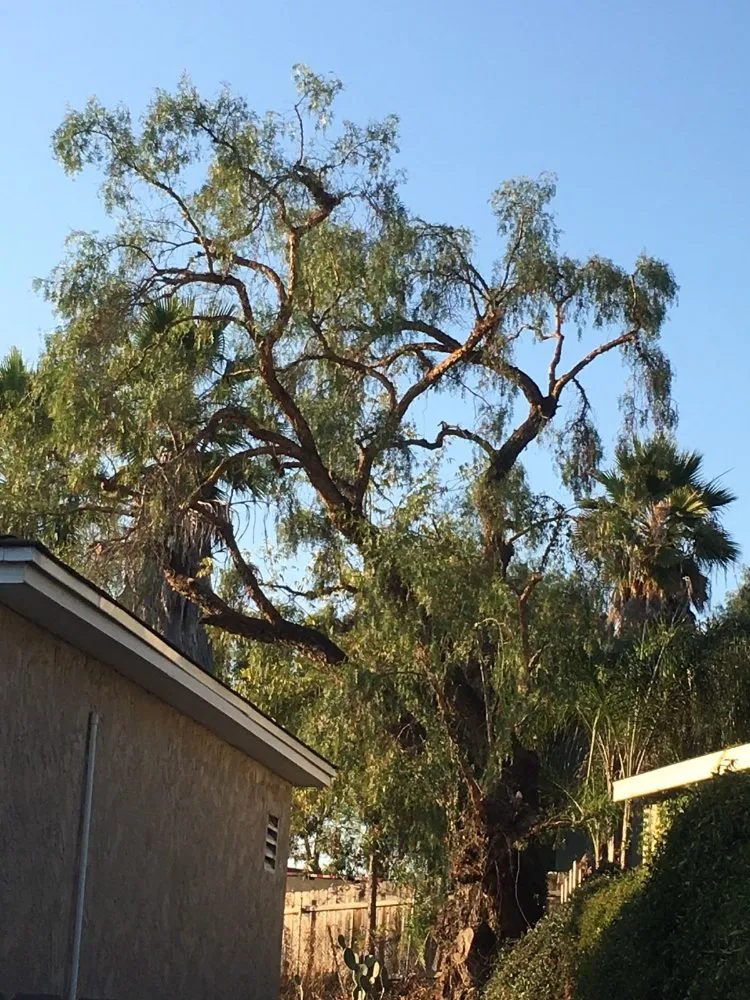 Professional yard cleanup service in Eagle Mountain, UT by Gaytans Landscape & Tree services