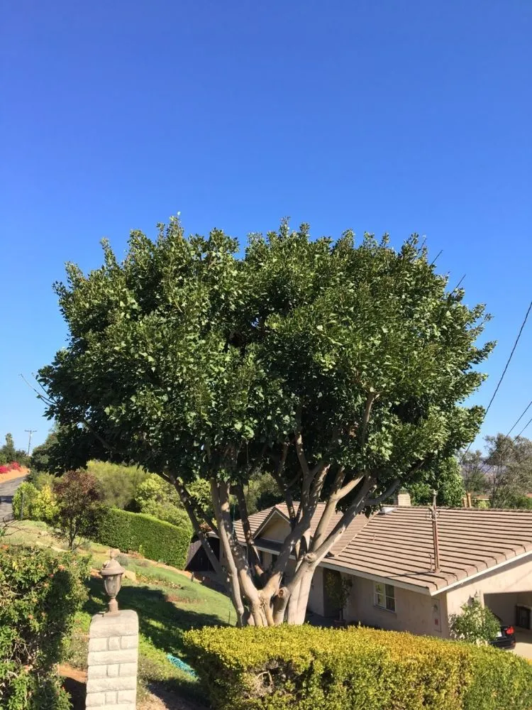 Professional landscape installation in Eagle Mountain, UT by Gaytans Landscape & Tree services