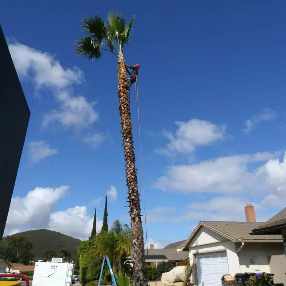 Reliable yard maintenance for homes in Mesa, AZ by Gaytan's Landscape and Tree Services