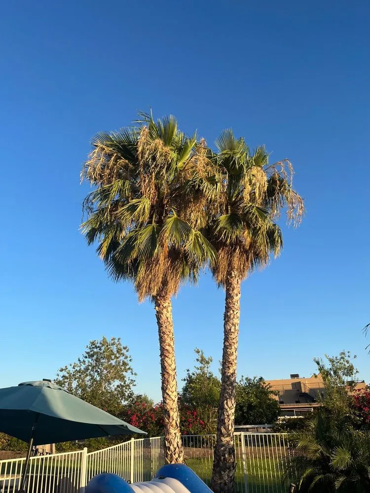 Top-rated landscape installation in Mesa, AZ - Gaytan's Landscape and Tree Services