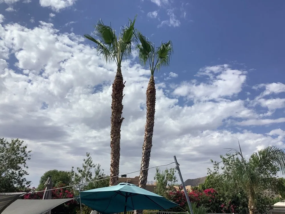 Local landscape design in Mesa, AZ - Gaytan's Landscape and Tree Services