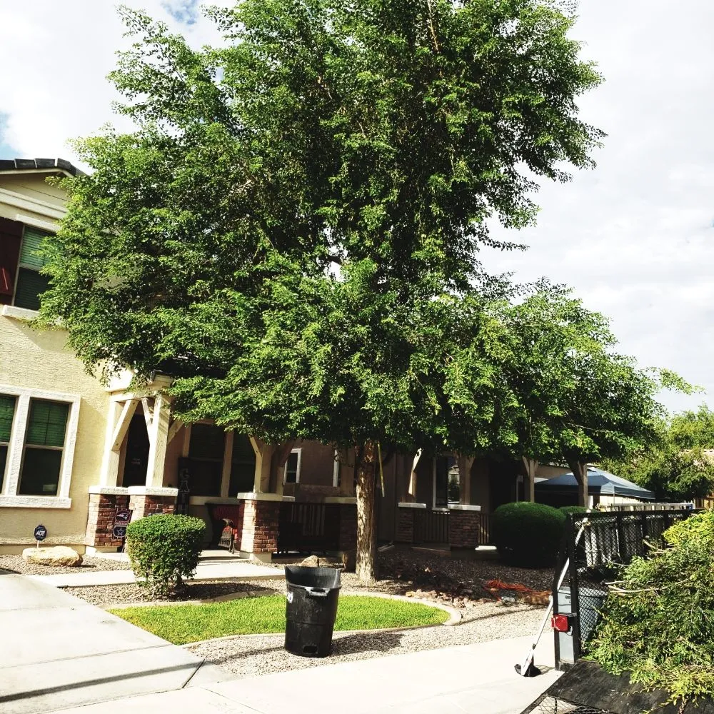 Custom lawn care service in Mesa, AZ - Gaytan's Landscape and Tree Services