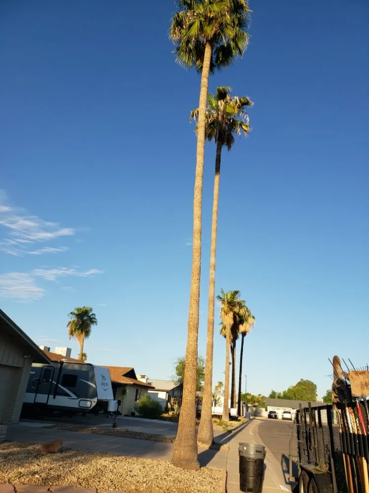 Trusted landscape installation for year-round maintenance across Mesa, AZ - Gaytan's Landscape and Tree Services