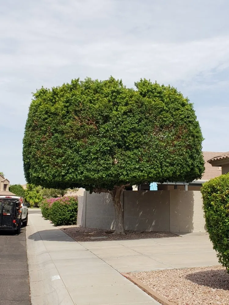 Local yard maintenance for homes in Mesa, AZ by Gaytan's Landscape and Tree Services