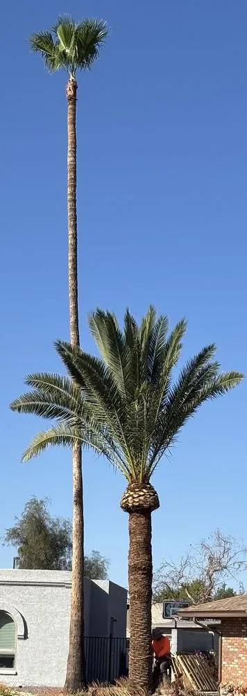 Reliable lawn mowing service with custom design in Mesa, AZ by Gaytan's Landscape and Tree Services