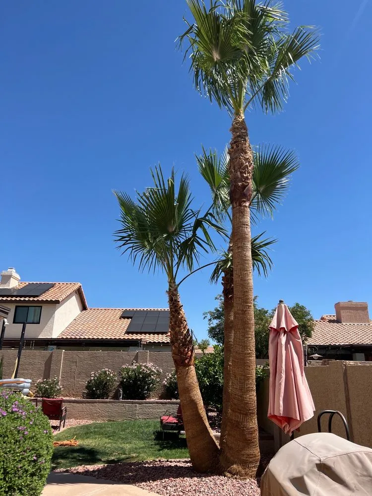 Expert residential landscaping near you across Mesa, AZ - Gaytan's Landscape and Tree Services