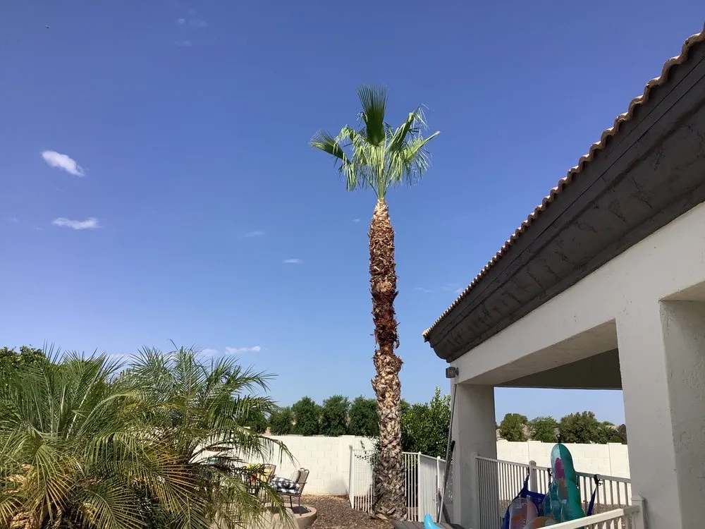 Custom landscaping services experts serving Mesa, AZ - Gaytan's Landscape and Tree Services