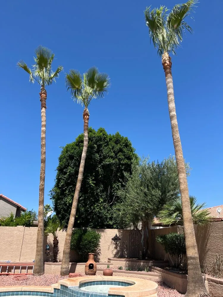 Reliable yard maintenance for homes in Mesa, AZ by Gaytan's Landscape and Tree Services