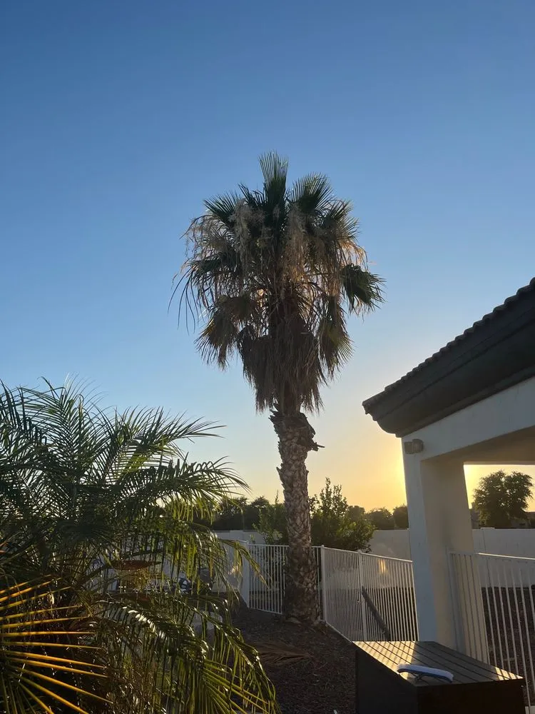 Trusted landscape design with custom design across Mesa, AZ - Gaytan's Landscape and Tree Services