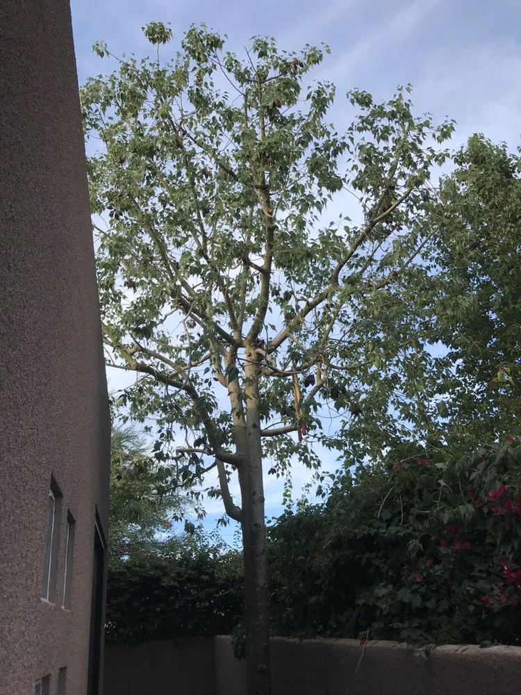 Reliable residential landscaping experts serving Coachella, CA - Gazca’s Gardening