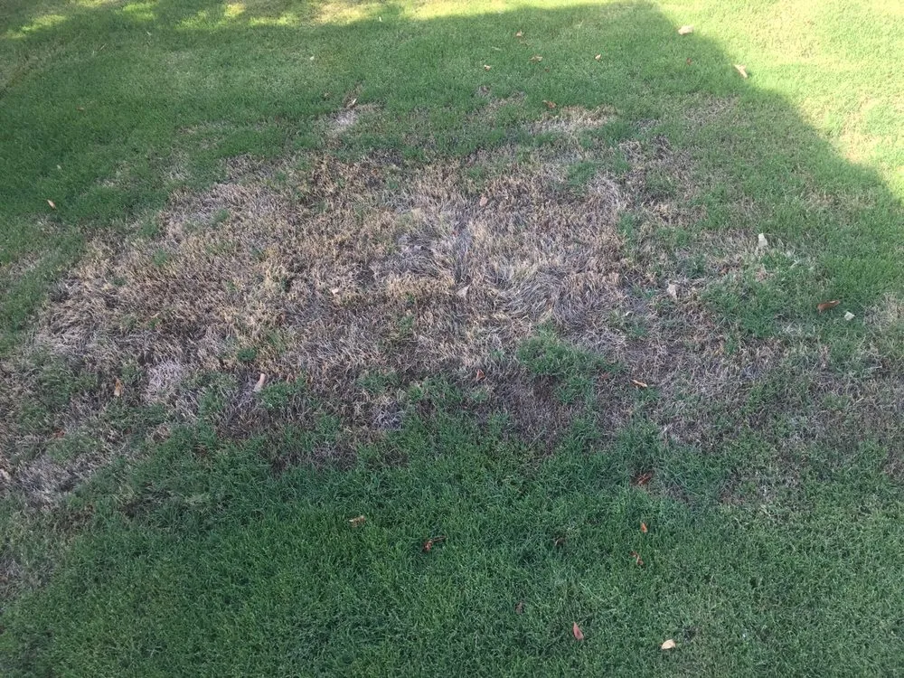 Local lawn care service in Coachella, CA - Gazca’s Gardening