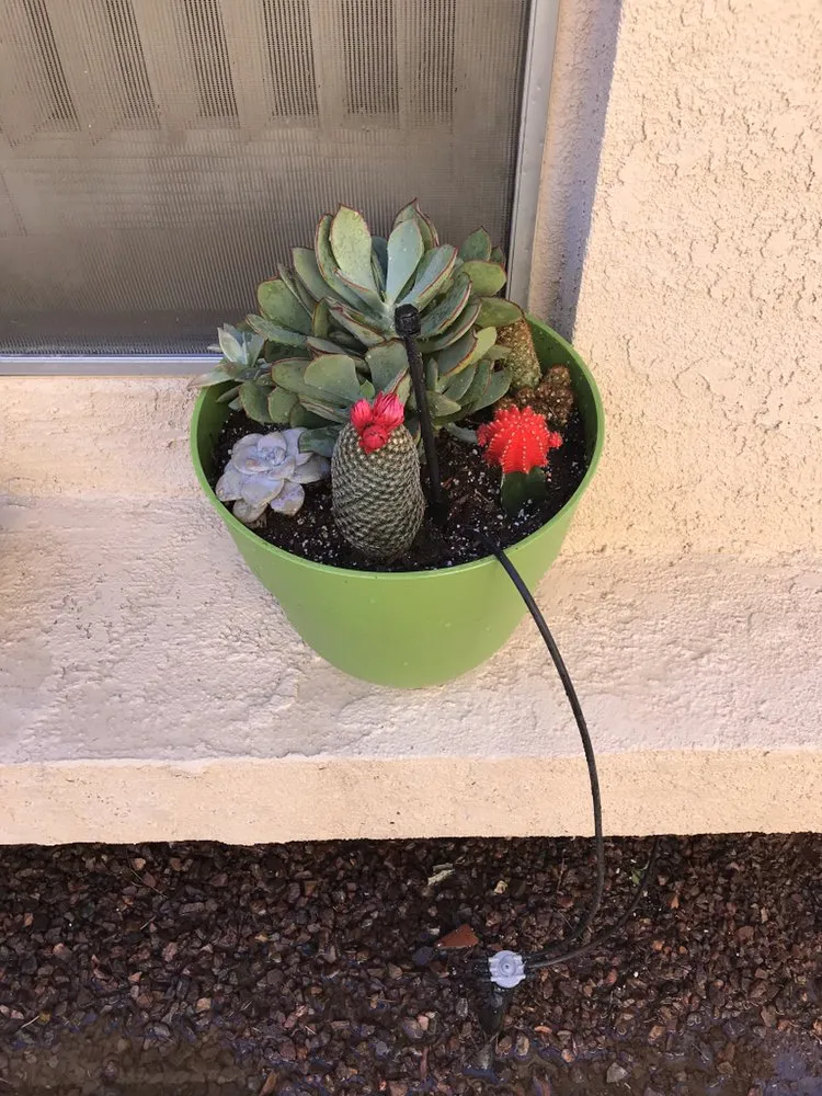 Trusted lawn care service for beautiful yards in Coachella, CA by Gazca’s Gardening