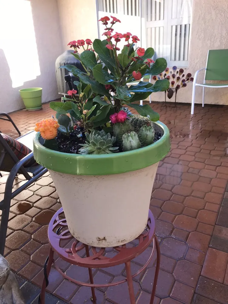 Top-rated yard cleanup service for residential properties in Coachella, CA by Gazca’s Gardening