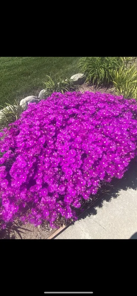 Top-rated landscape installation for year-round maintenance across Riverside, CA - GB Gardening and Landscaping