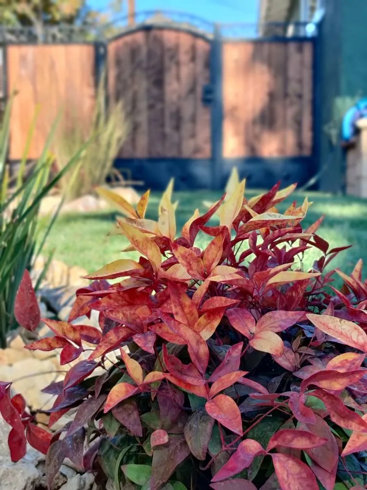 Expert yard cleanup service for residential properties in Ontario, CA by GB Landscaping Services