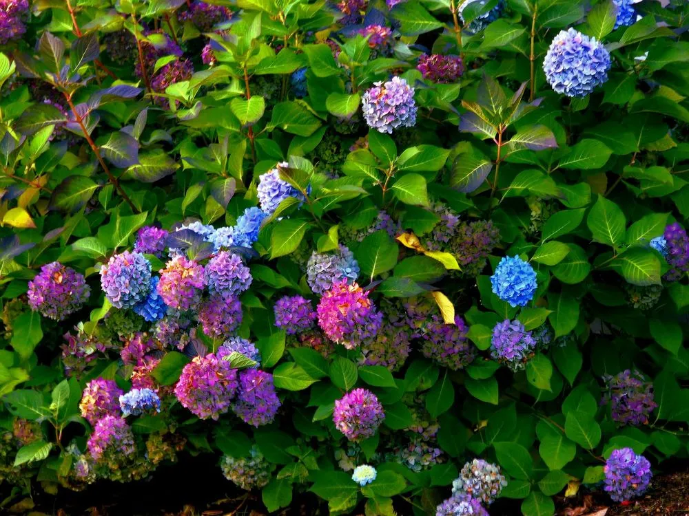 Professional landscaping services in Lake Stevens, WA by GB Lawn Care