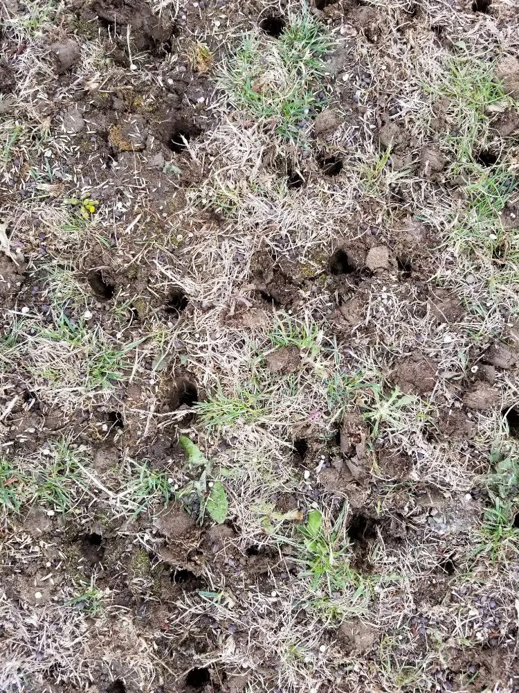 Top-rated yard cleanup service in Lake Stevens, WA - GB Lawn Care