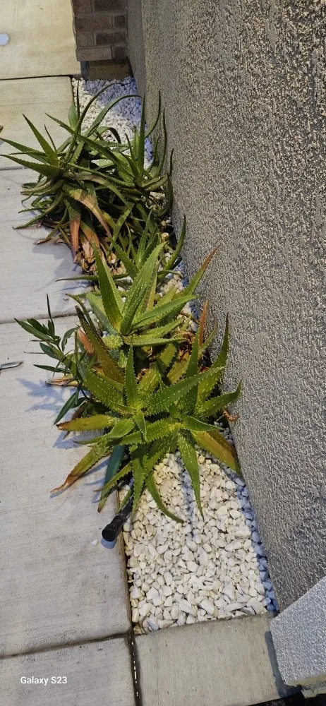 Custom yard maintenance in Hayward, CA - GB Lawncare and Design