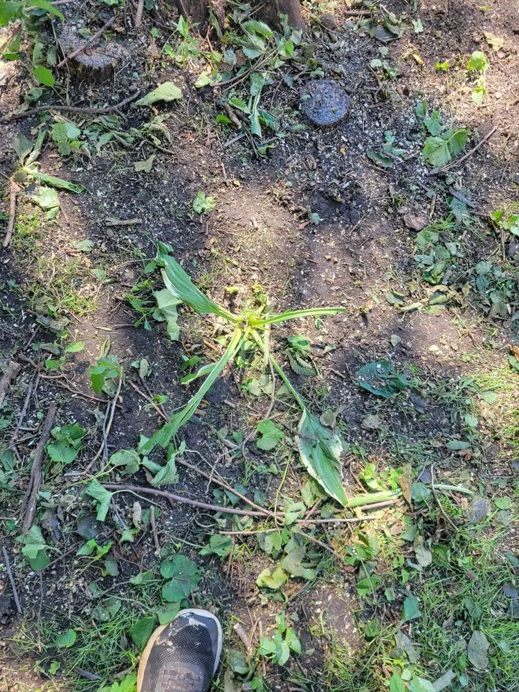 Professional lawn care service for outdoor upgrades across Mitchell, SD - G&B Twin Company