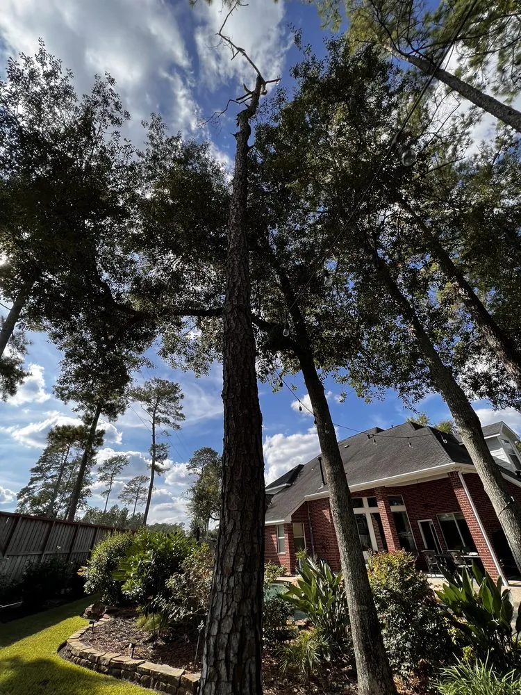 Affordable lawn care service in Houston, TX - GBA Trees & Outdoor Services