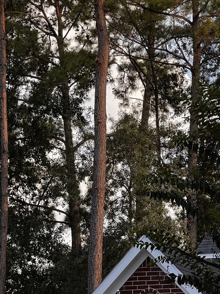 Affordable lawn mowing service for beautiful yards across Houston, TX - GBA Trees & Outdoor Services