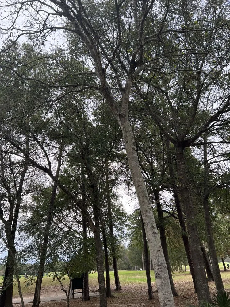 Expert landscape design experts serving Houston, TX - GBA Trees & Outdoor Services