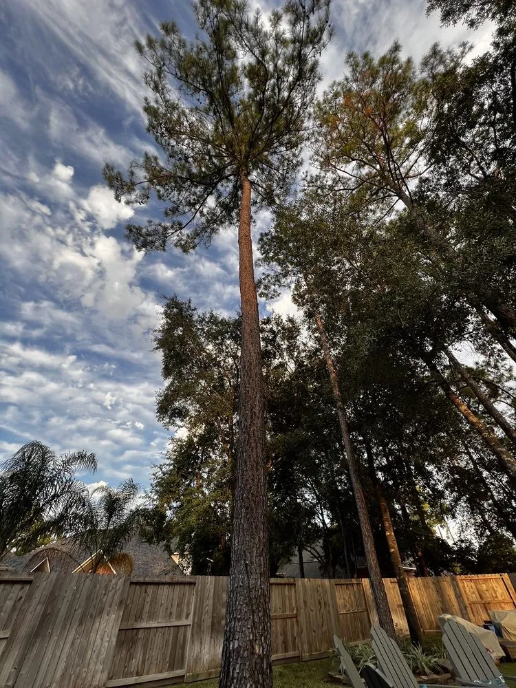 Trusted garden landscaping in Houston, TX - GBA Trees & Outdoor Services