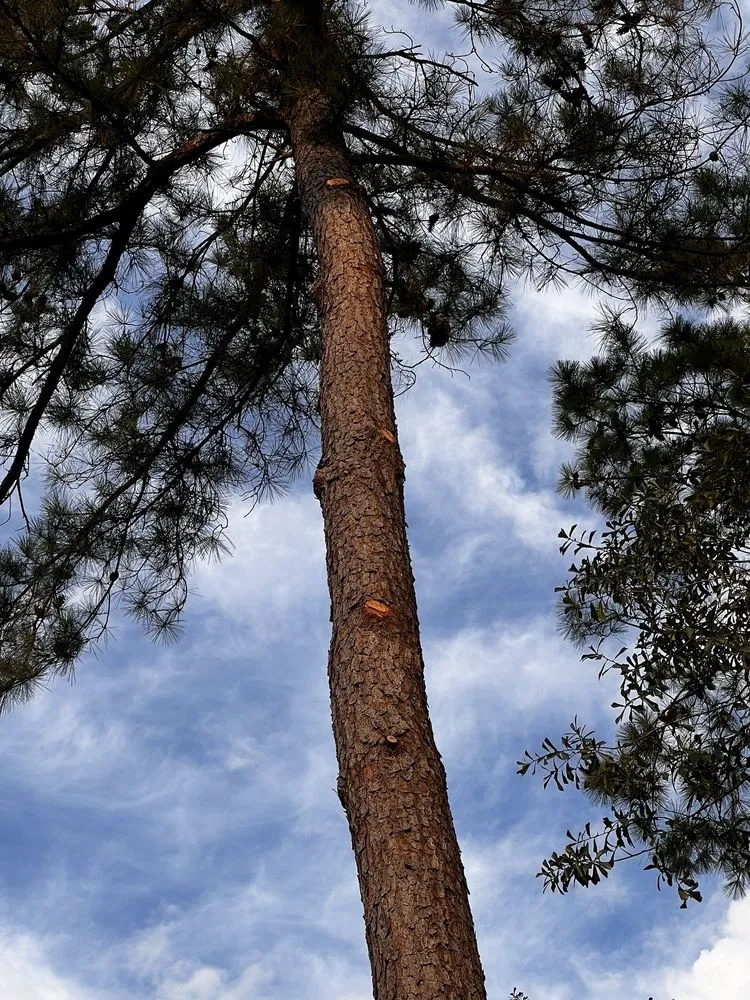 Professional outdoor landscaping in Houston, TX - GBA Trees & Outdoor Services