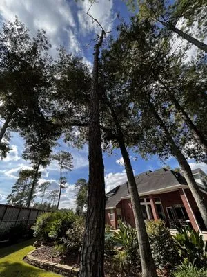 GBA Trees & Outdoor Services Logo