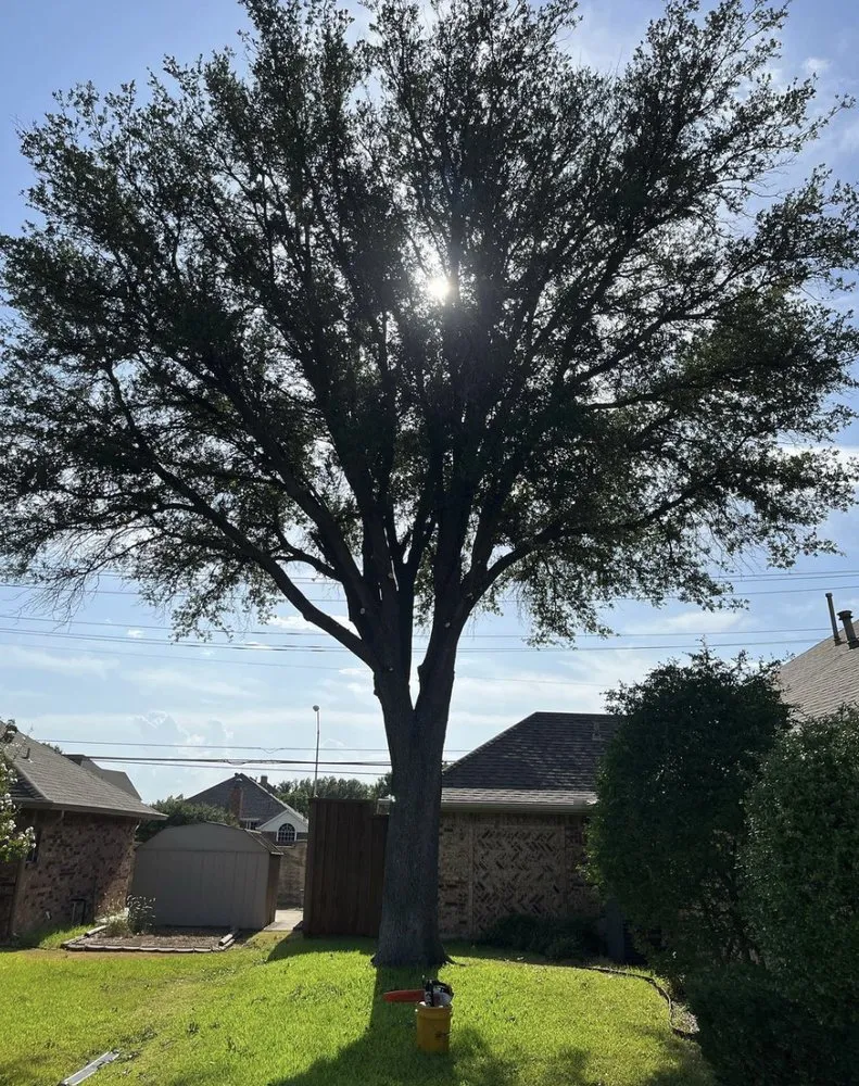 Trusted yard maintenance for homes in Grand Prairie, TX by GBK Tree Services & Landscaping