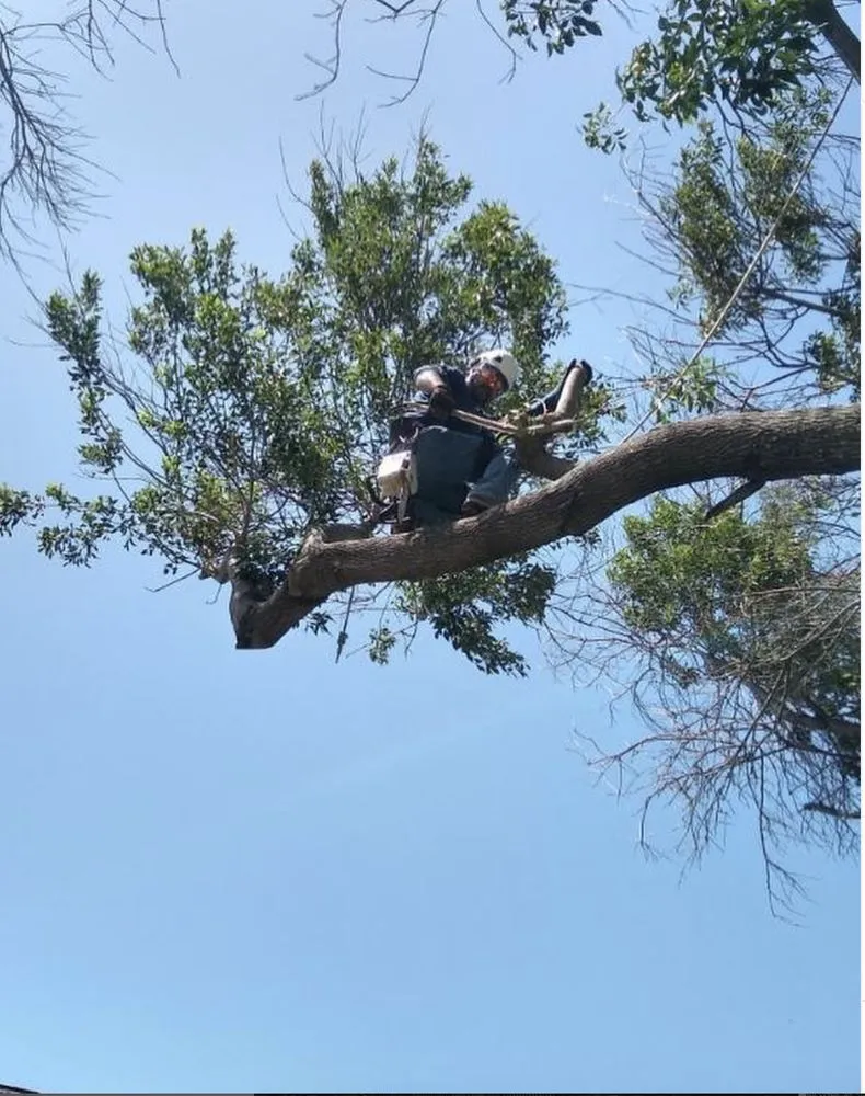 Top-rated lawn care service experts serving Grand Prairie, TX - GBK Tree Services & Landscaping