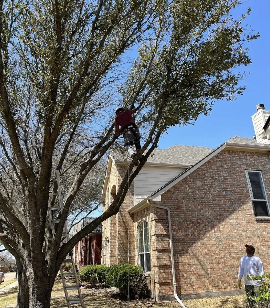 Trusted yard cleanup service in Grand Prairie, TX by GBK Tree Services & Landscaping