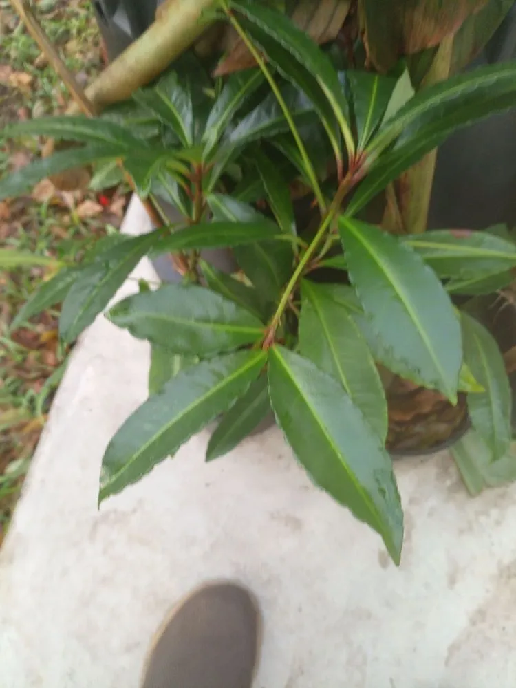 Affordable yard cleanup service in Albuquerque, NM by G&C Landscape