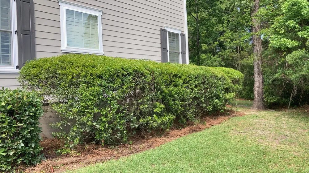Reliable yard cleanup service for homes across Mount Pleasant, SC - GC Landscaping And Odd Jobs