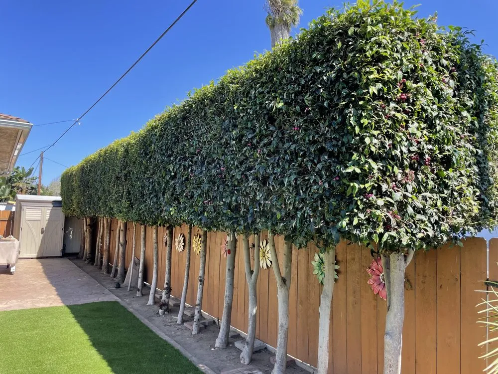 Custom landscape design experts serving San Diego, CA - GC Landscaping