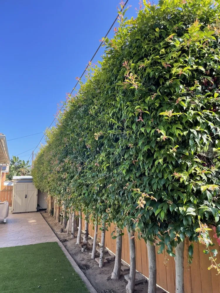 Professional landscaping services in San Diego, CA - GC Landscaping