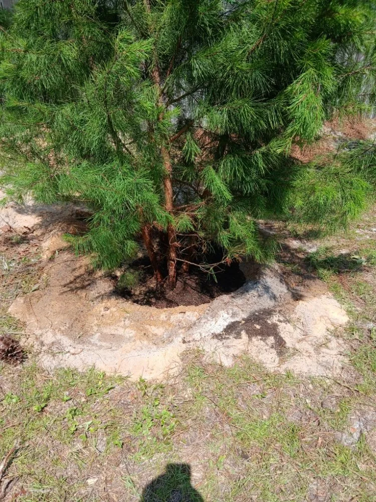 Affordable yard maintenance in Fort Walton Beach, FL - G&C Lawn Services